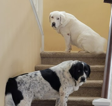 Two dogs sitting on stairs